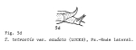 Trichotria tetractis caudata