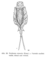 Trichotria tetractis caudata