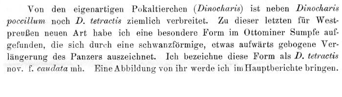 Trichotria tetractis caudata - Original description image