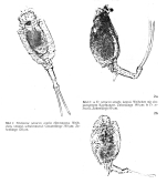 Trichotria tetractis similis