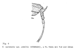 Trichotria tetractis similis