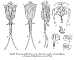 Trichotria tetractis similis