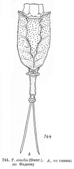 Trichotria tetractis similis