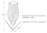 Trichotria tetractis similis