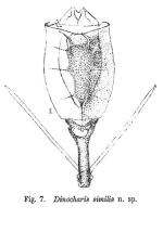 Trichotria tetractis similis