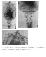Trichotria tetractis strumosa