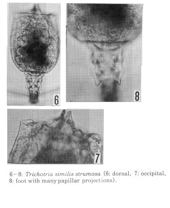 Trichotria tetractis strumosa Trichotria tetractis strumosa