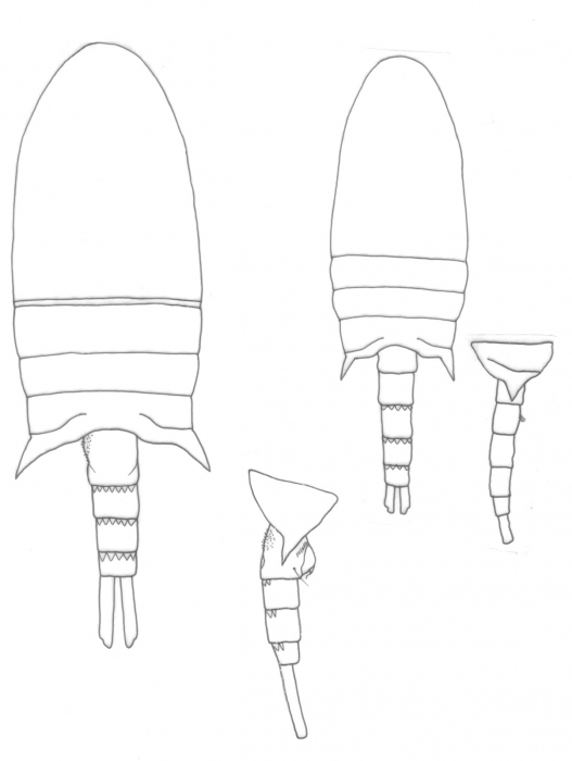 Pseudodiaptomus mertoni body