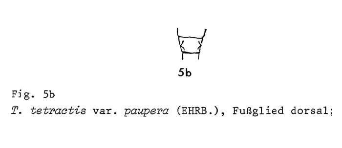 Trichotria tetractis var. paupera Trichotria tetractis var. paupera