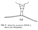 Trichotria tetractis var. paupera