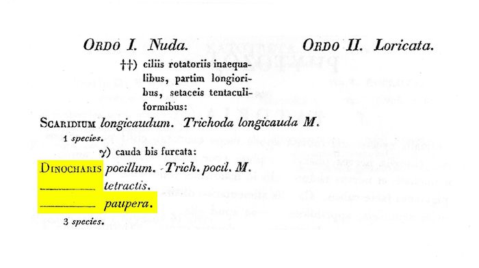 Trichotria tetractis var. paupera - Original description image