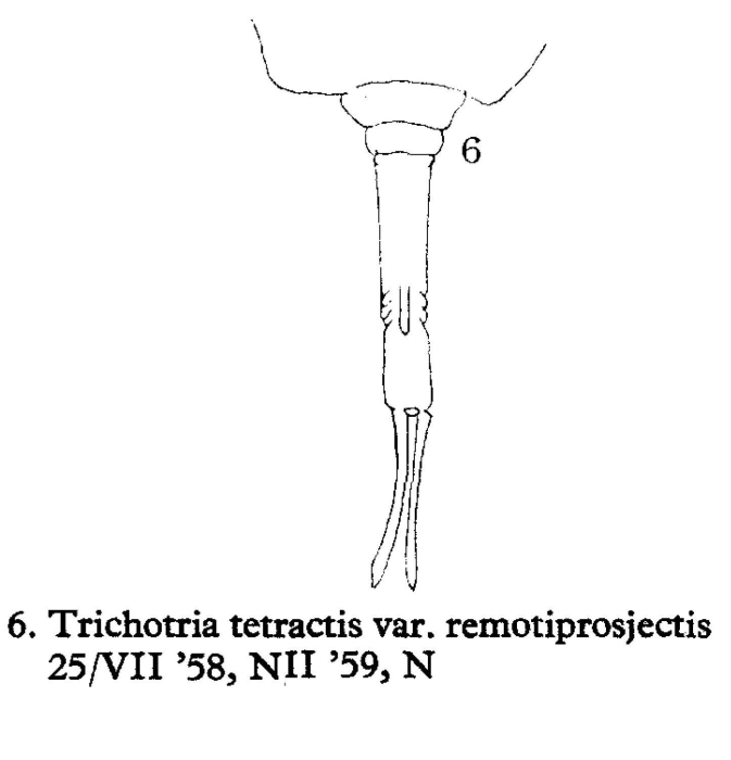 Trichotria tetractis var. remotiprojectis - Original description image