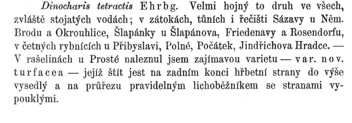 Trichotria tetractis var. turfacea - Original description image