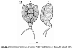 Trichotria truncata