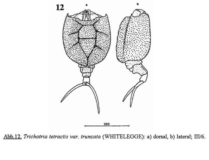 Trichotria truncata Trichotria truncata