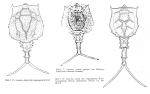 Trichotria truncata