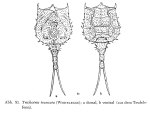 Trichotria truncata