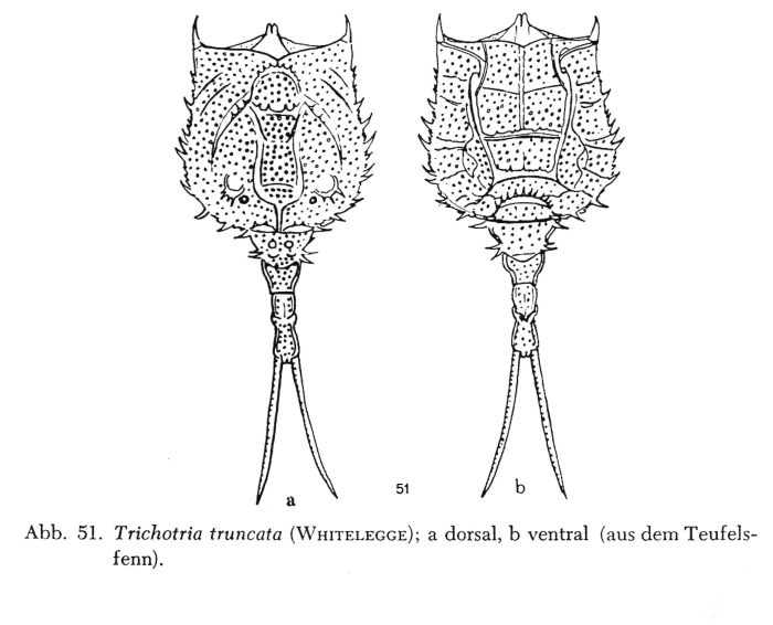 Trichotria truncata Trichotria truncata