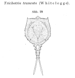 Trichotria truncata