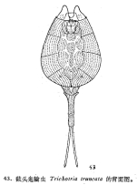 Trichotria truncata