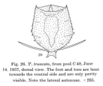 Trichotria truncata