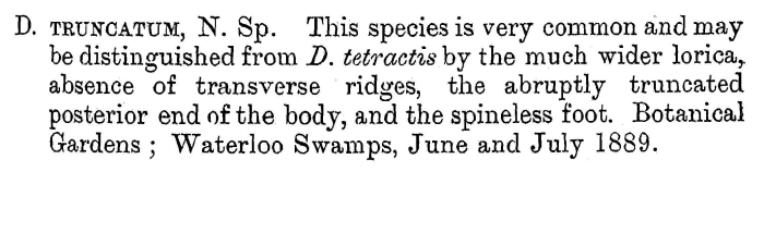 Trichotria truncata - Original description image