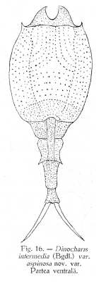 Trichotria truncata f. aspinosa - Original description image