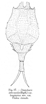 Trichotria truncata f. longispina - Original description image