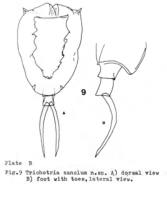 Trichotria zanclum - Original description image