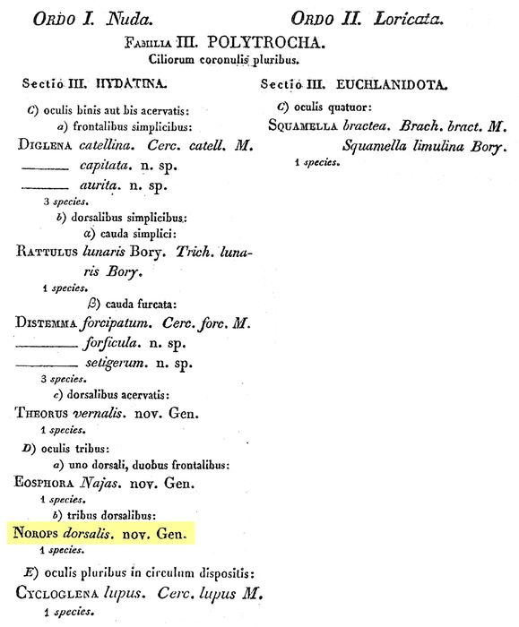 Triophthalmus dorsalis - Original description image