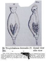 Triophthalmus dorsualis