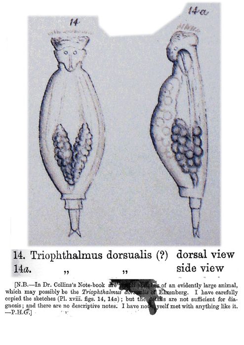 Triophthalmus dorsualis Triophthalmus dorsualis