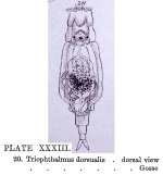 Triophthalmus dorsualis