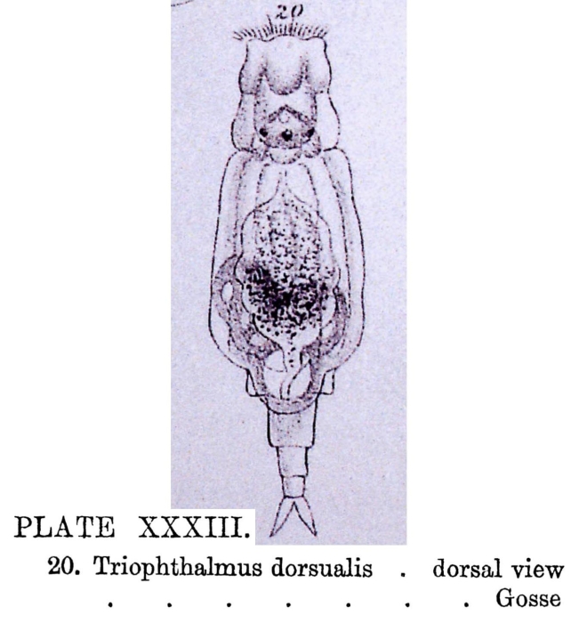 Triophthalmus dorsualis Triophthalmus dorsualis