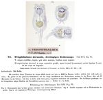 Triophthalmus dorsualis - Original description image