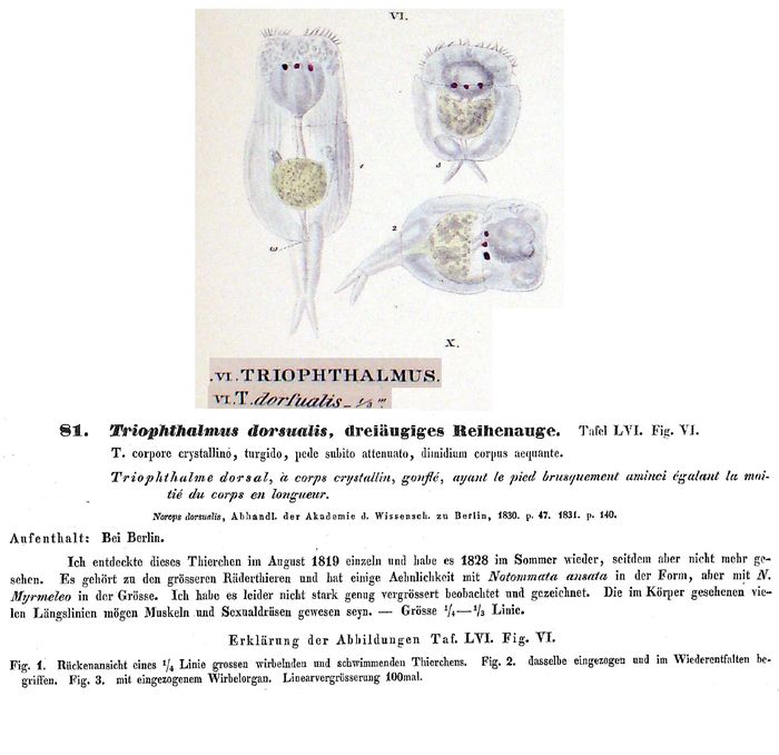 Triophthalmus dorsualis - Original description image