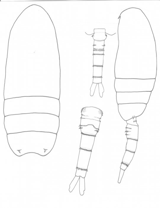 Pseudodiaptomus mixtus body