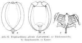 Tripleuchlanis plicata