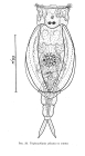 Tripleuchlanis plicata