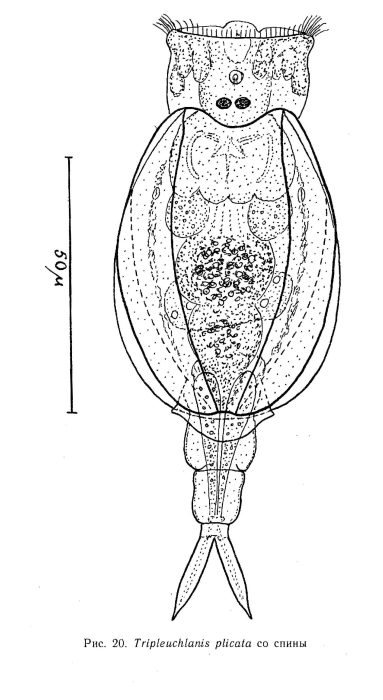 Tripleuchlanis plicata Tripleuchlanis plicata