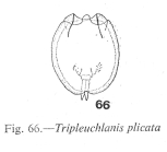Tripleuchlanis plicata