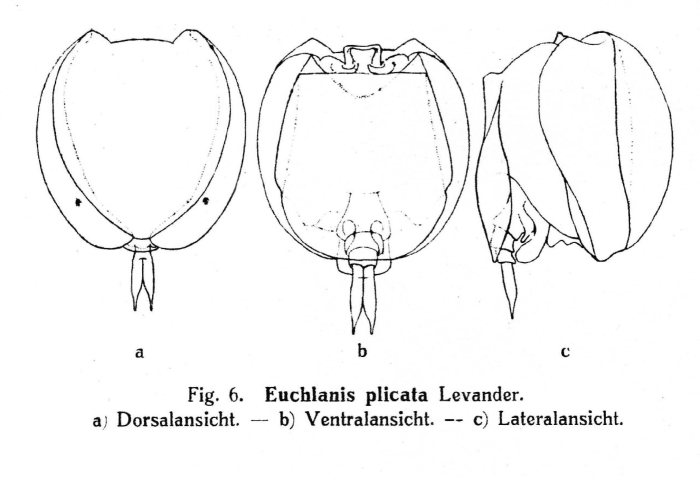 Tripleuchlanis plicata