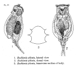 Tripleuchlanis plicata