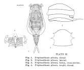 Tripleuchlanis plicata