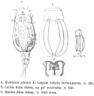 Tripleuchlanis plicata