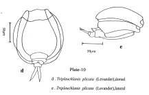 Tripleuchlanis plicata