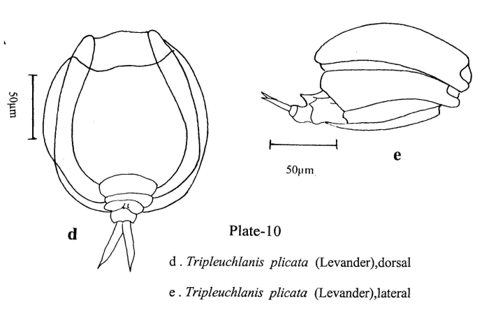 Tripleuchlanis plicata Tripleuchlanis plicata