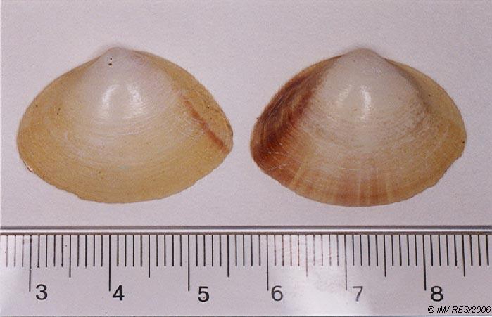 Mactra stultorum (Linné, 1758) Mactra stultorum (Linné, 1758)