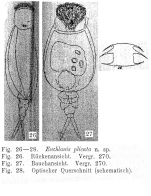 Tripleuchlanis plicata - Original description image