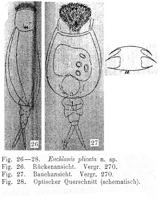 Tripleuchlanis plicata - Original description image